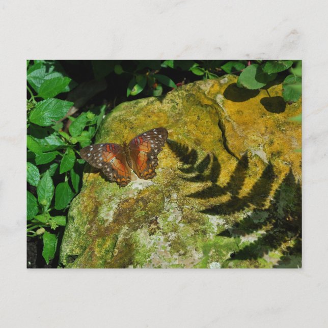 Postal Mariposa (Anverso)