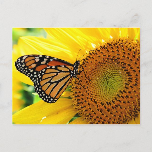 Postal Mariposa (Anverso)