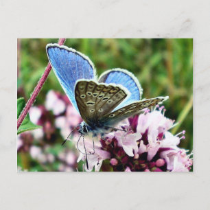 Postal Mariposa