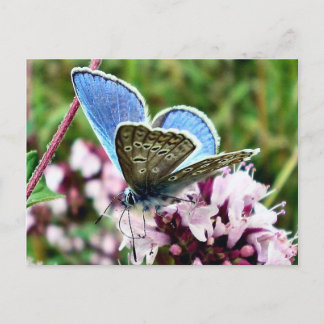 Postal Mariposa