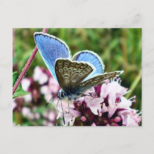 Postal Mariposa (Anverso)
