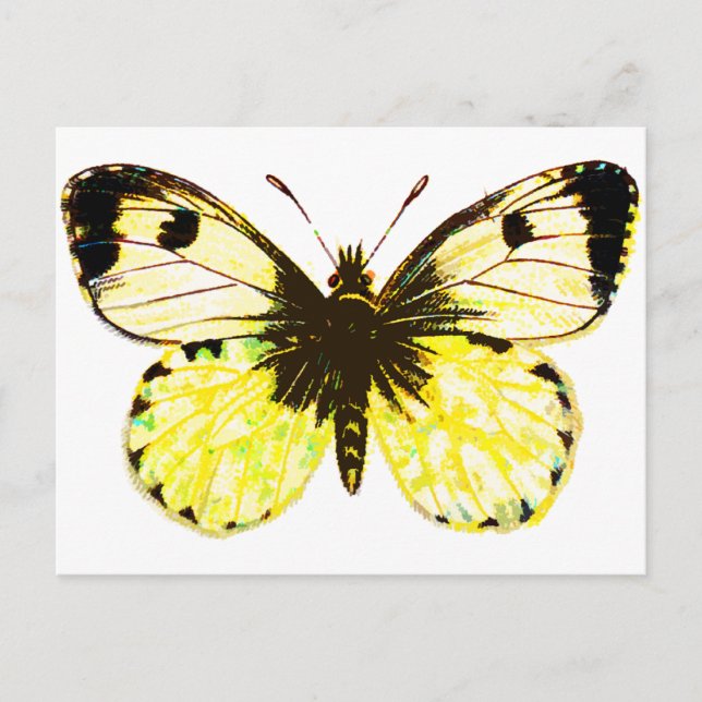 Postal Mariposa 02 (Anverso)