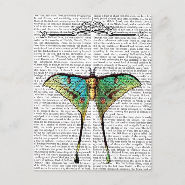 Postal Mariposa 2 (Anverso)