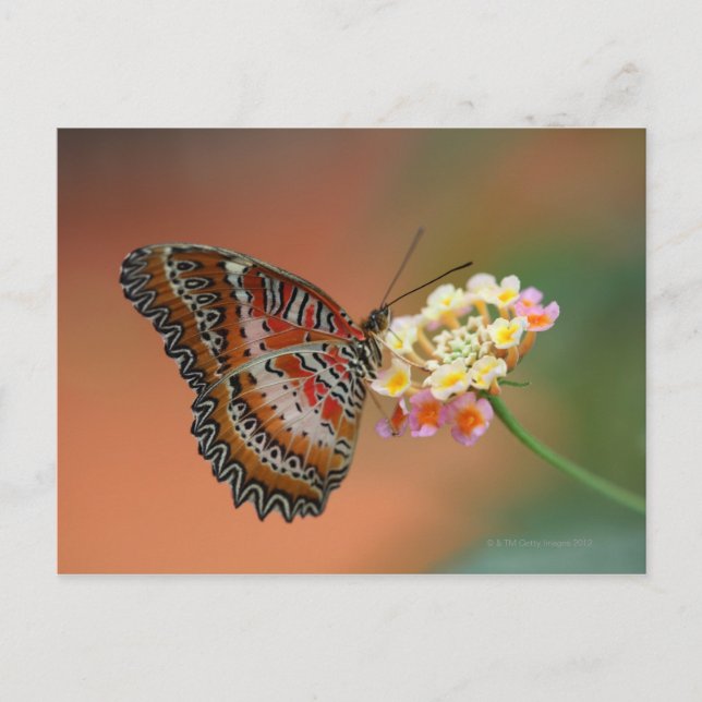 Postal mariposa 2 (Anverso)