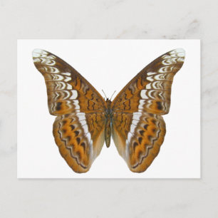 Postal Mariposa almirante