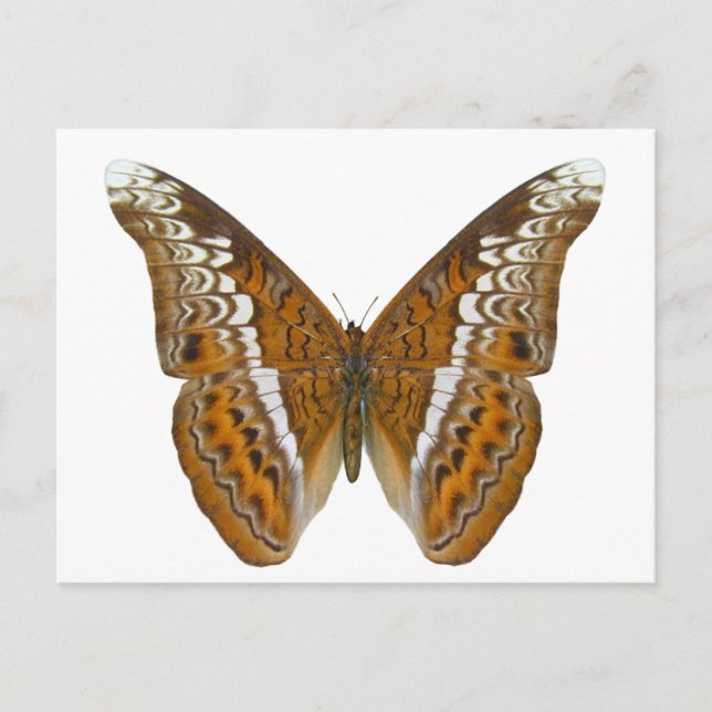 Postal Mariposa almirante (Anverso)