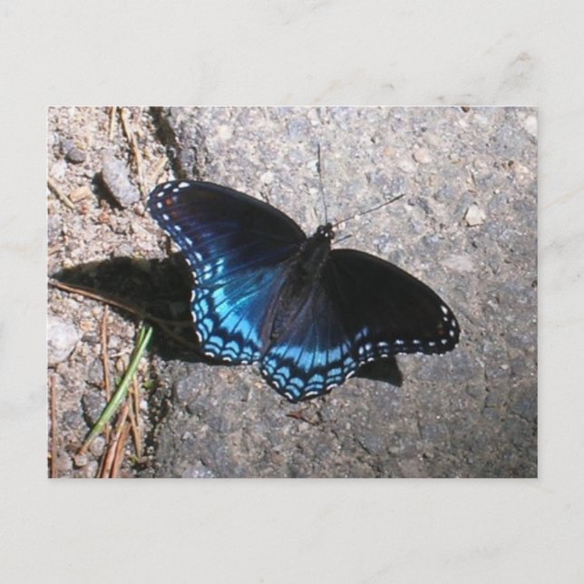 Postal Mariposa Almirante de Manchas Rojas (Anverso)