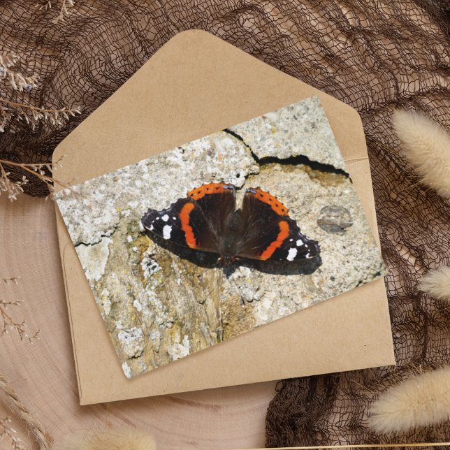 Postal Mariposa - Almirante Rojo (Subido por el creador)