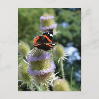 Postal Mariposa almirante rojo alimentándose de cardencha