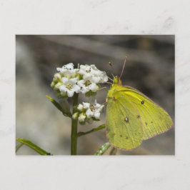 Postal Mariposa amarilla