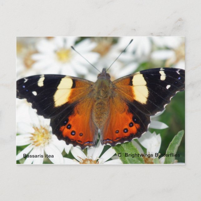 Postal Mariposa amarilla (Anverso)