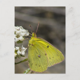 Postal Mariposa amarilla