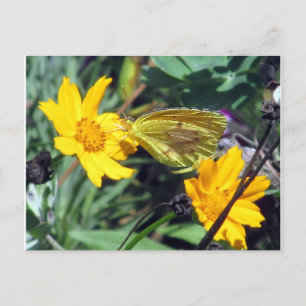 Postal Mariposa amarilla en flores Naranjas