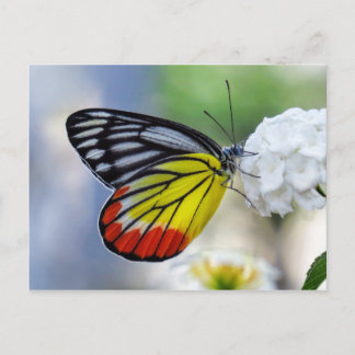 Postal Mariposa amarilla roja pintada Jezebel
