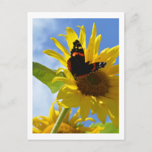 Postal Mariposa amarillo girasol y almirante rojo