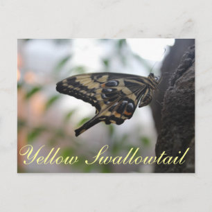 Postal Mariposa Amarillo Tragón de Brujas # 1