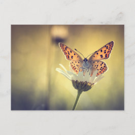 Postal Mariposa Argus