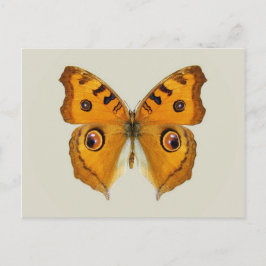 Postal Mariposa Argus de pradera