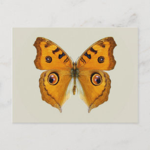 Postal Mariposa Argus de pradera