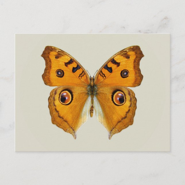 Postal Mariposa Argus de pradera (Anverso)