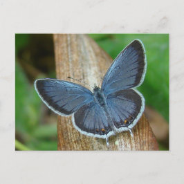 Postal Mariposa azul