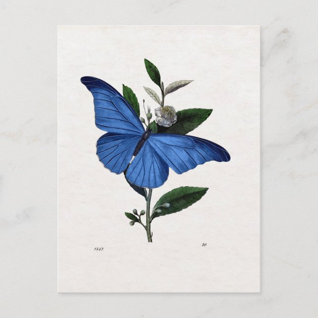 Postal Mariposa azul (Anverso)