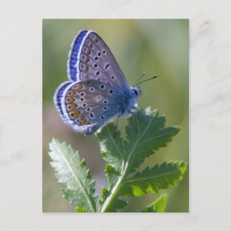 Postal mariposa azul