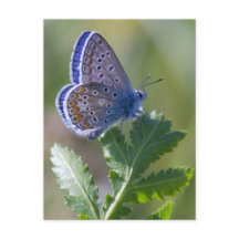 mariposa azul