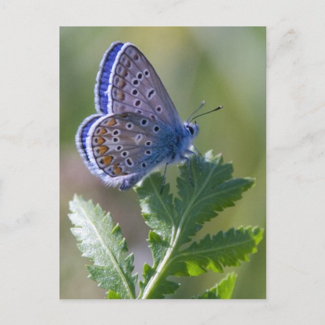 Postal mariposa azul (Anverso)