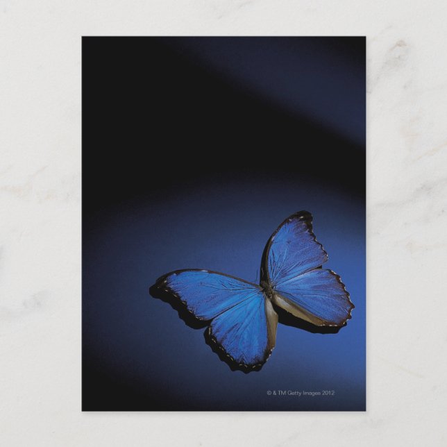 Postal Mariposa azul (Anverso)