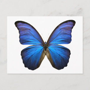 Postal mariposa azul