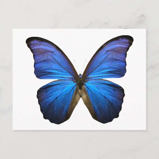 Postal mariposa azul (Anverso)
