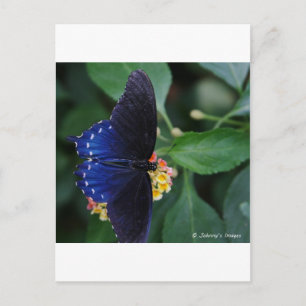 Postal Mariposa azul