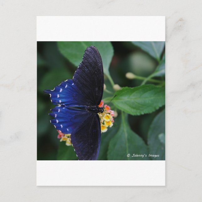 Postal Mariposa azul (Anverso)