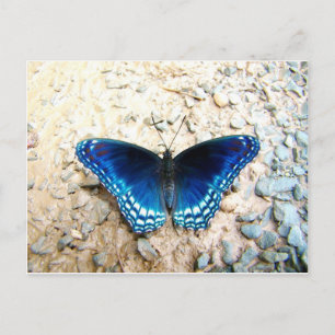 Postal Mariposa azul