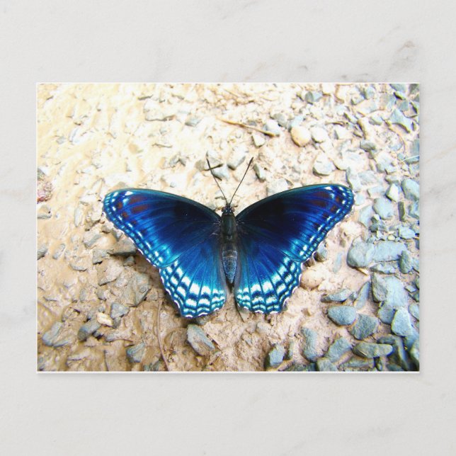 Postal Mariposa azul (Anverso)