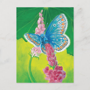 Postal Mariposa azul Chapmans (tersidades Polyommatus)