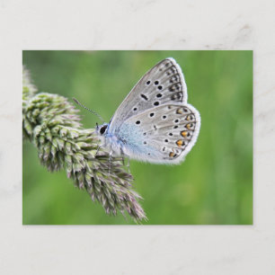 Postal Mariposa Azul Común en Hierba