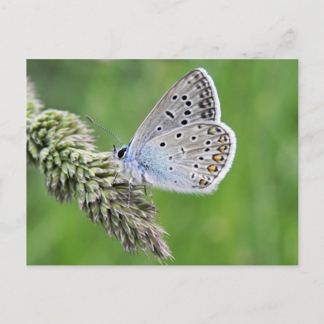 Postal Mariposa Azul Común en Hierba (Anverso)