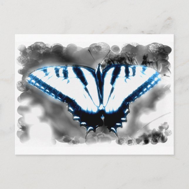 Postal Mariposa azul de choque (Anverso)
