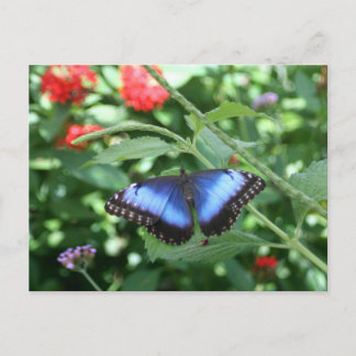 Postal Mariposa azul grande 2