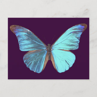 Postal Mariposa azul irlandesa bonito