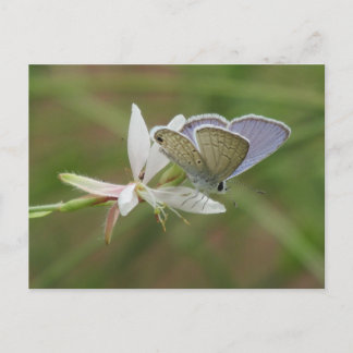 Postal Mariposa azul marino en el florecimiento de Gaura