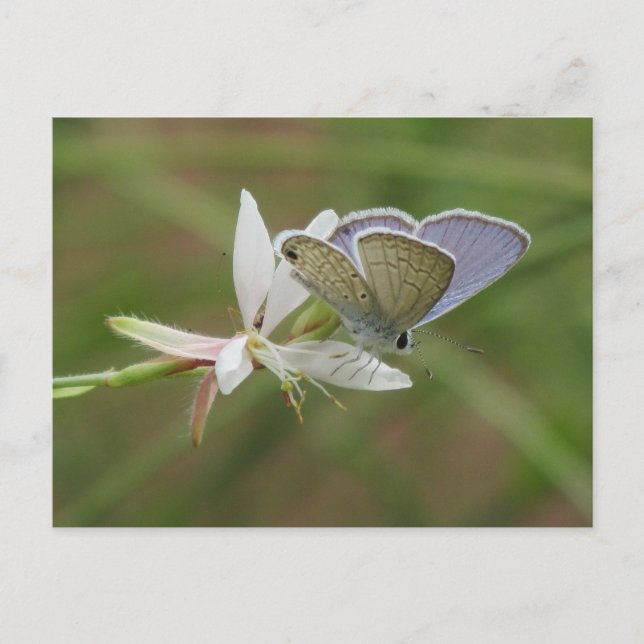 Postal Mariposa azul marino en el florecimiento de Gaura (Anverso)
