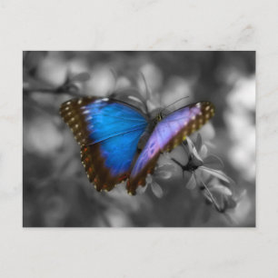 Postal Mariposa azul púrpura
