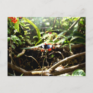 Postal Mariposa azul y negra