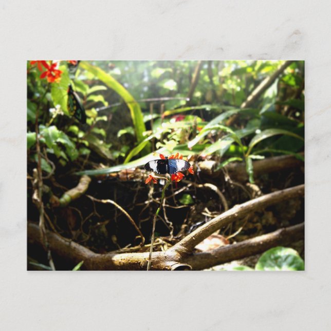 Postal Mariposa azul y negra (Anverso)