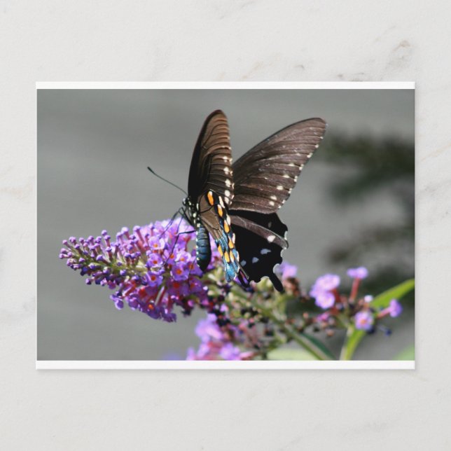 Postal Mariposa Black Swallowtail (Anverso)