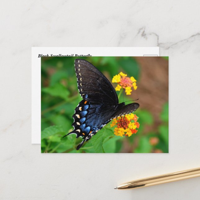 Postal Mariposa Black Swallowtail (Anverso/Reverso In Situ)