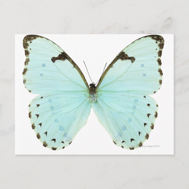Postal Mariposa blanca (Anverso)